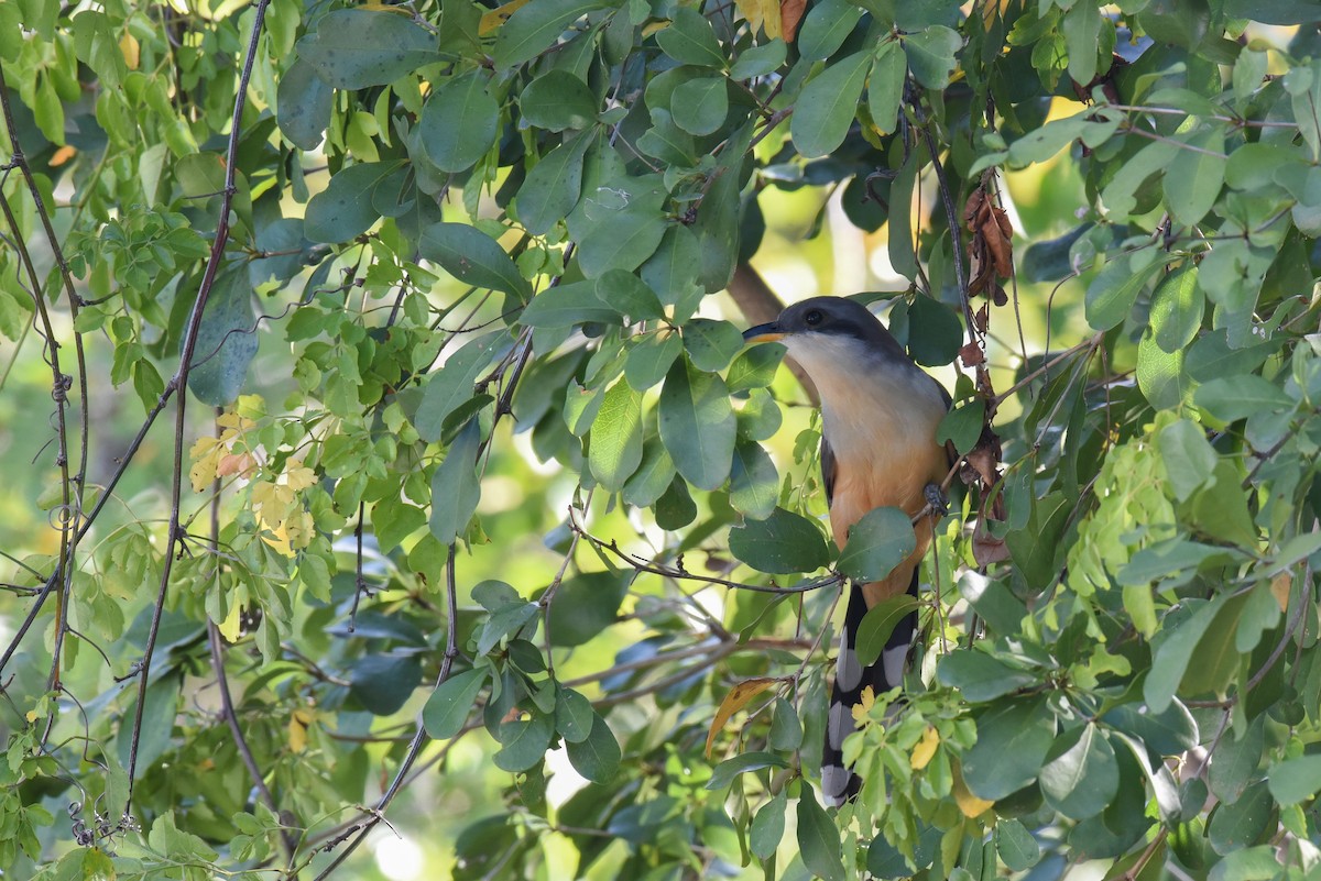 Mangrove Cuckoo - ML624186958