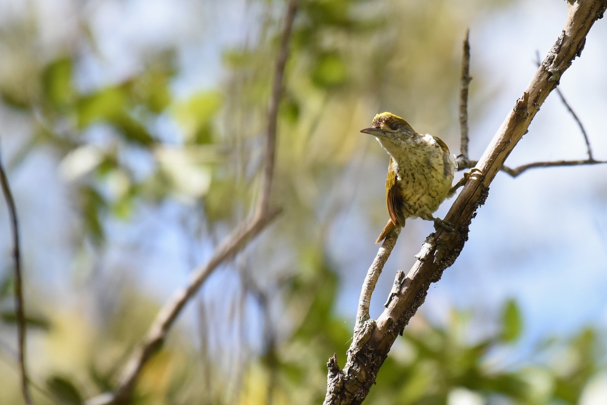 Antillean Piculet - ML624186960