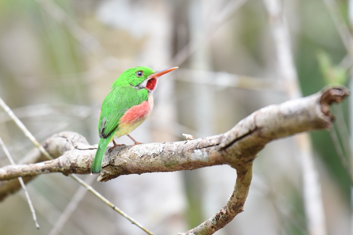 Broad-billed Tody - ML624186961