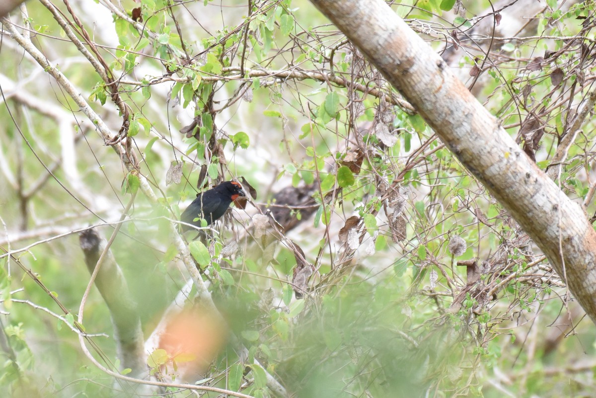 Greater Antillean Bullfinch - ML624186966