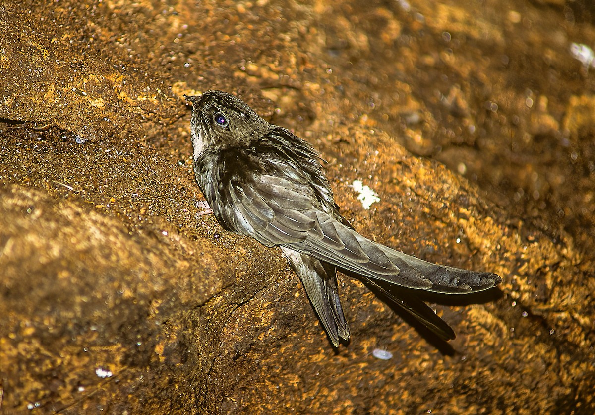 Салангана-водорослеед - ML624186976