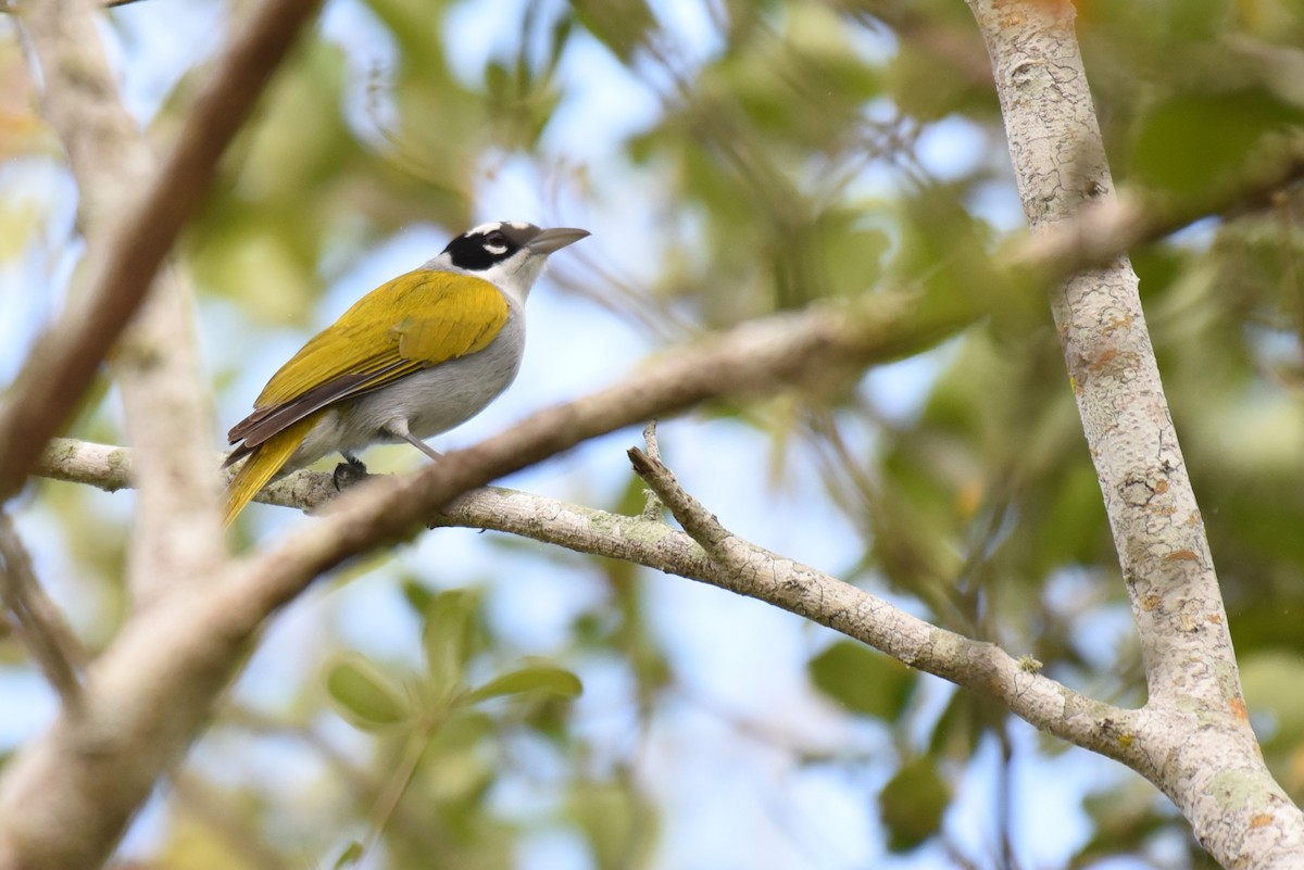 Black-crowned Palm-Tanager - ML624186980