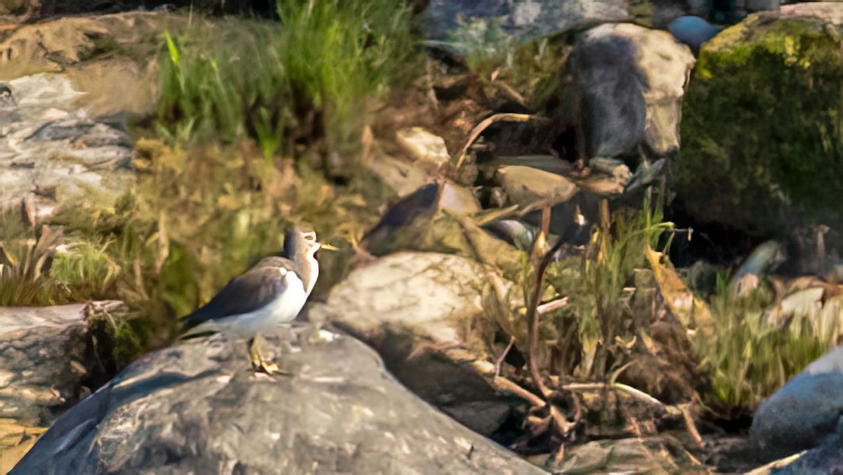 Gray-headed Lapwing - ML624186997