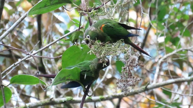 Fiery-shouldered Parakeet - ML624186998