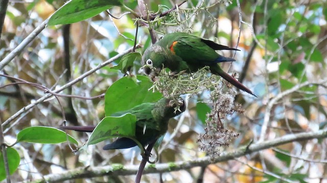 キシタバウロコインコ - ML624186998