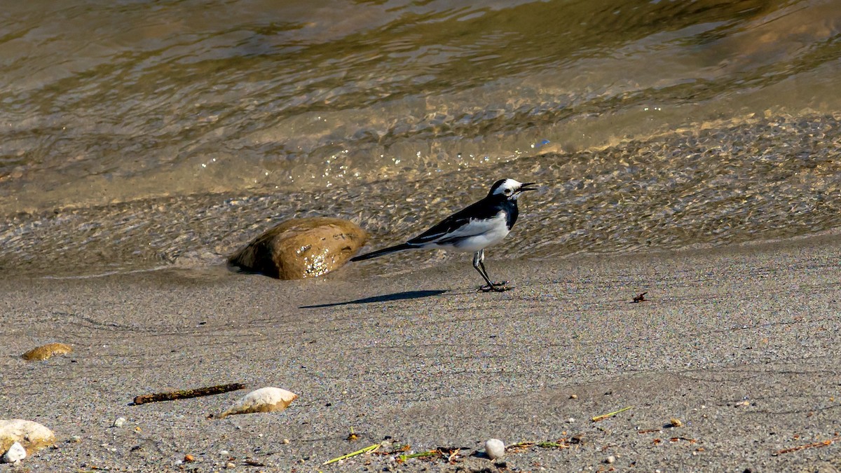 White Wagtail - ML624187002