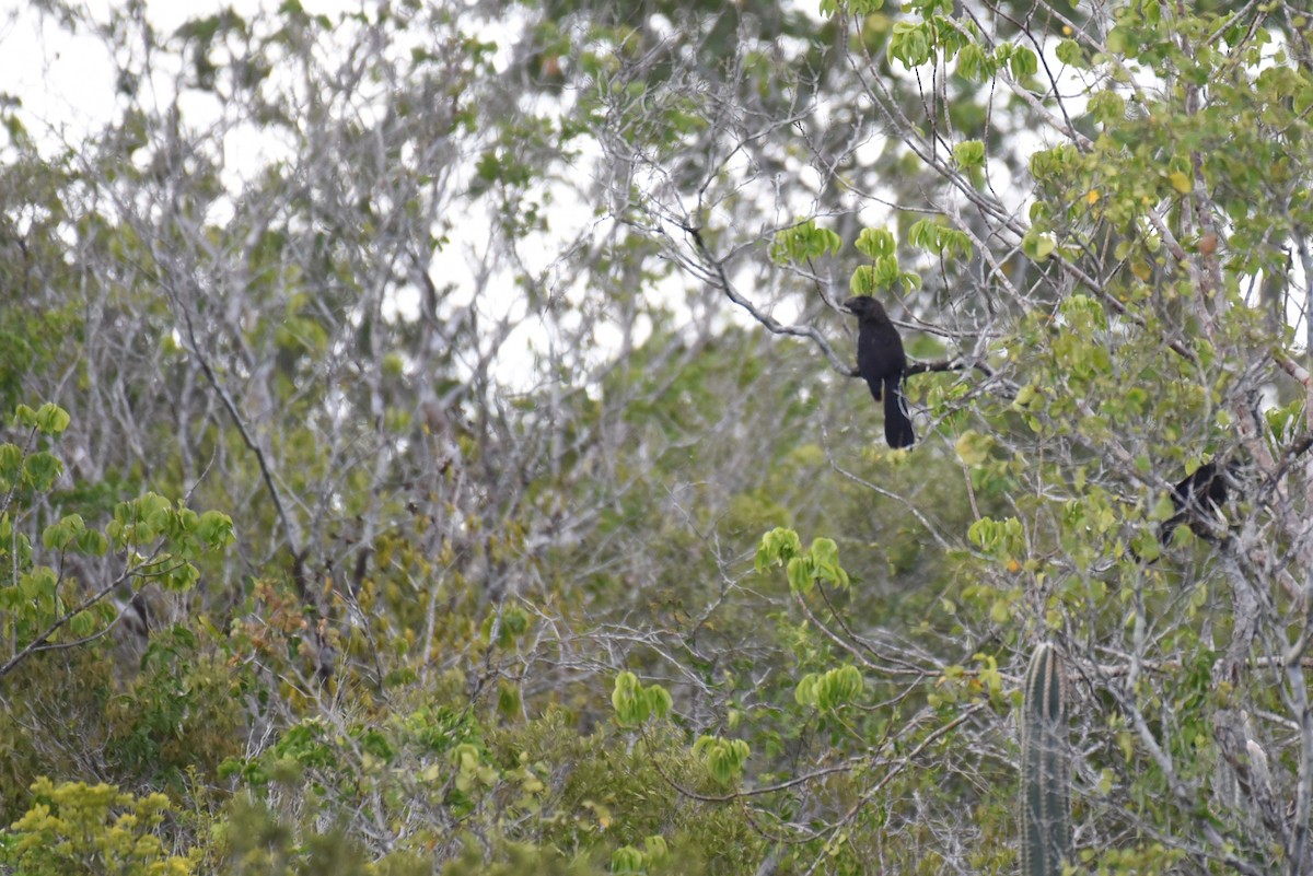 Smooth-billed Ani - ML624187003