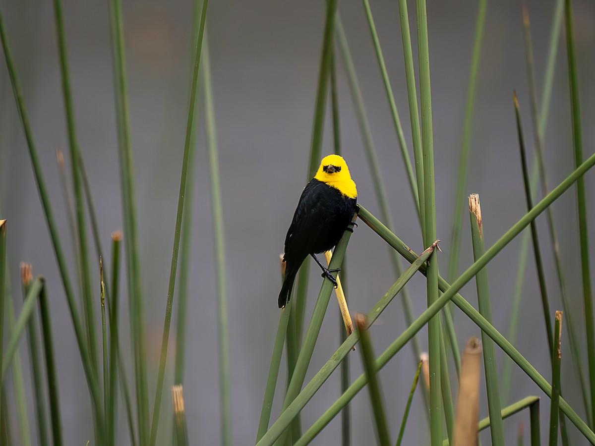 Yellow-hooded Blackbird - ML624187008