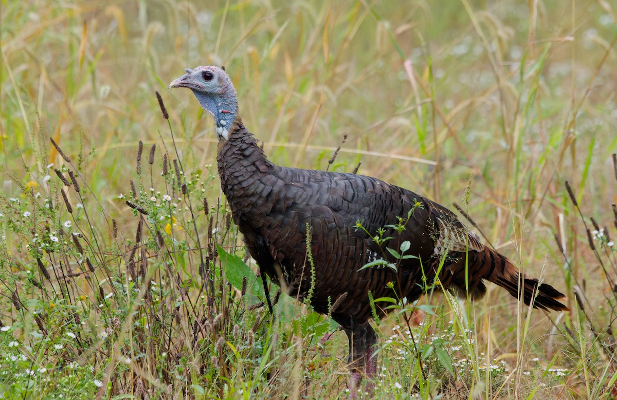 Wild Turkey - ML624187016