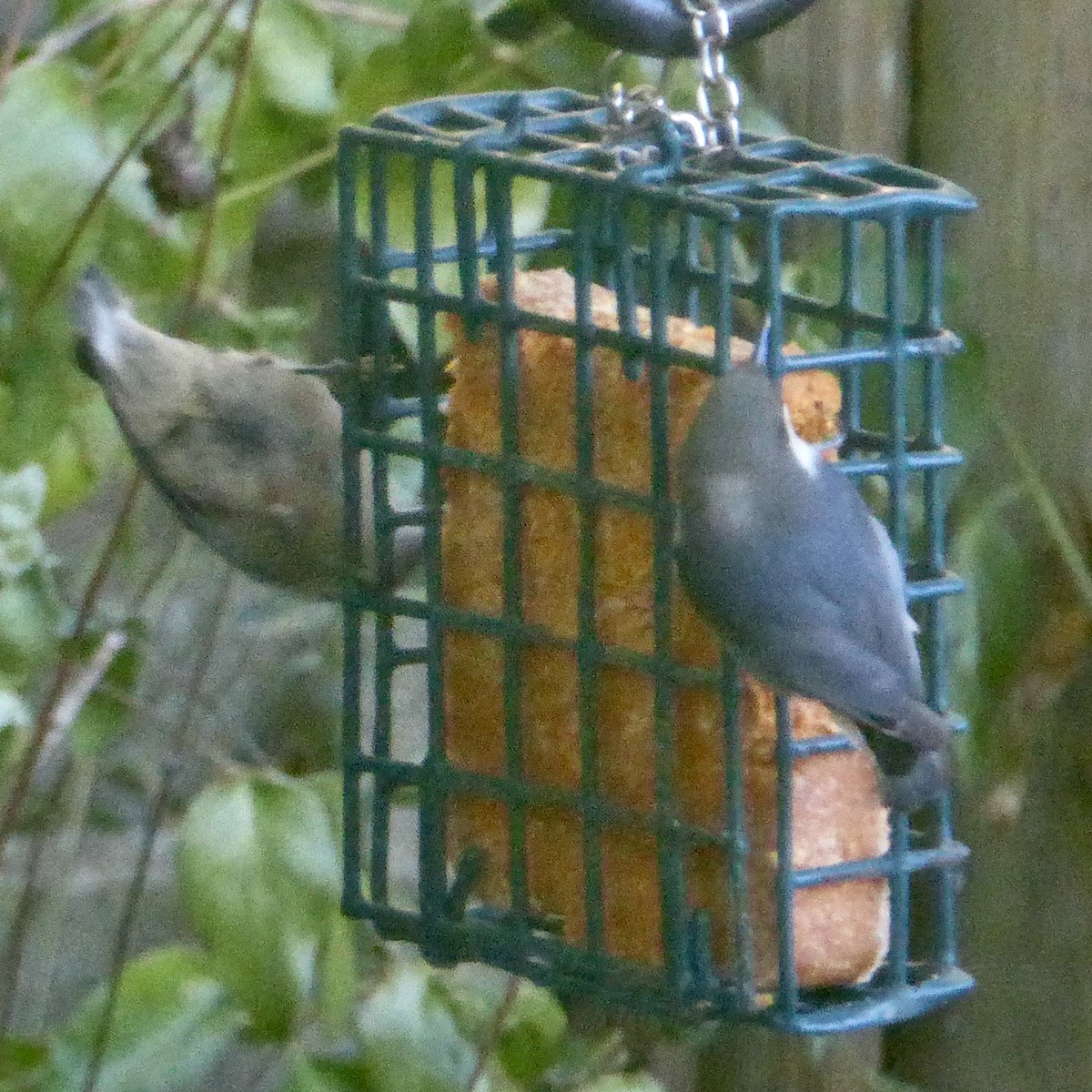 Pygmy Nuthatch - ML624187023