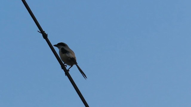 Long-tailed Shrike - ML624187028