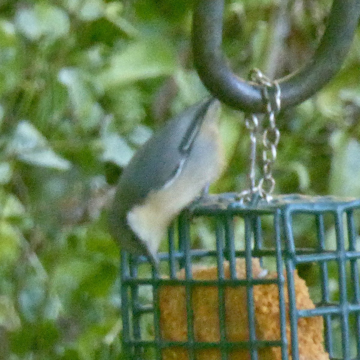 Pygmy Nuthatch - ML624187037