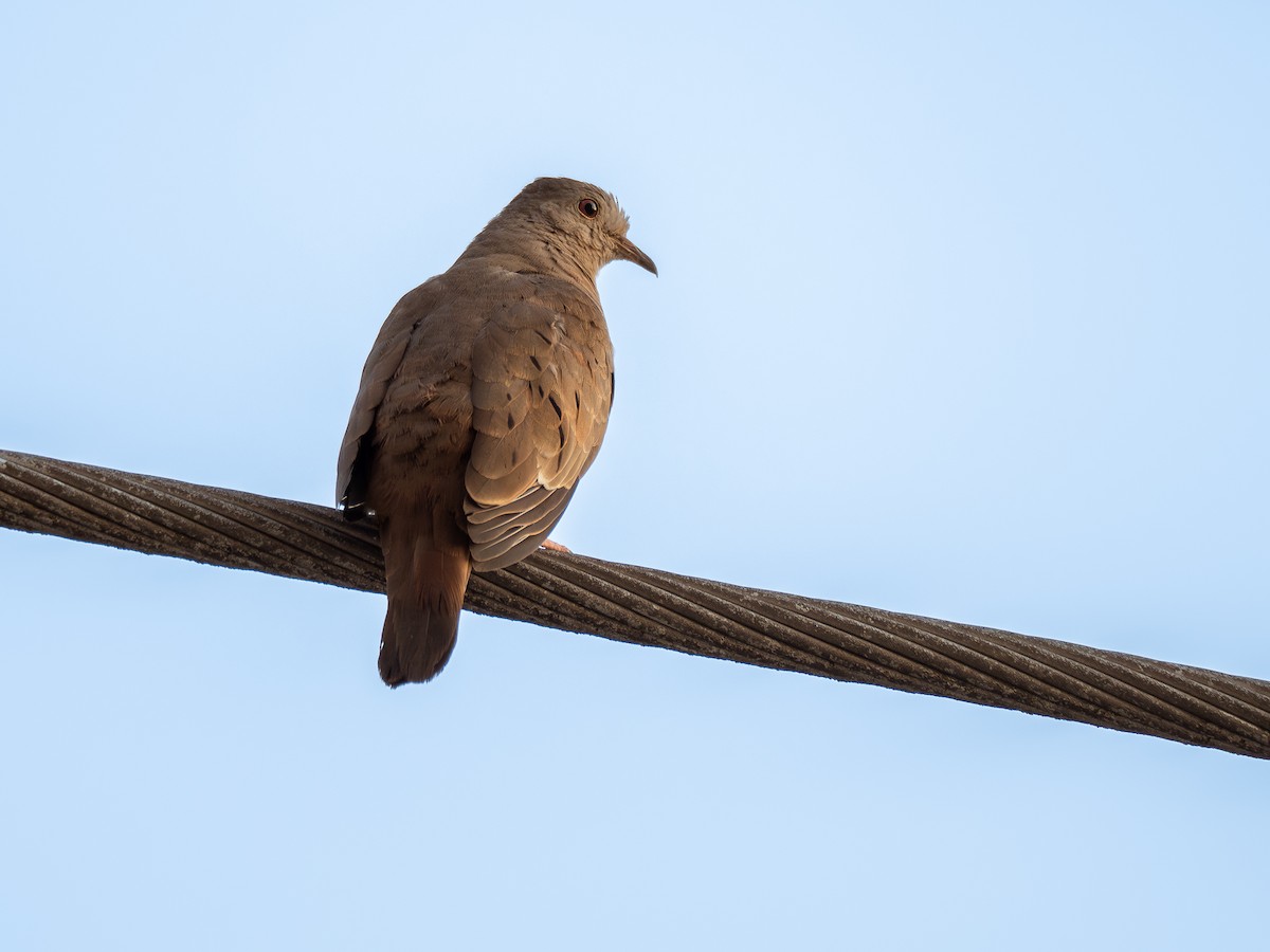 Ruddy Ground Dove - ML624187043