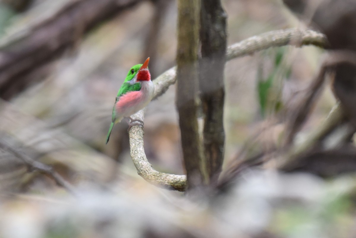 Broad-billed Tody - ML624187045