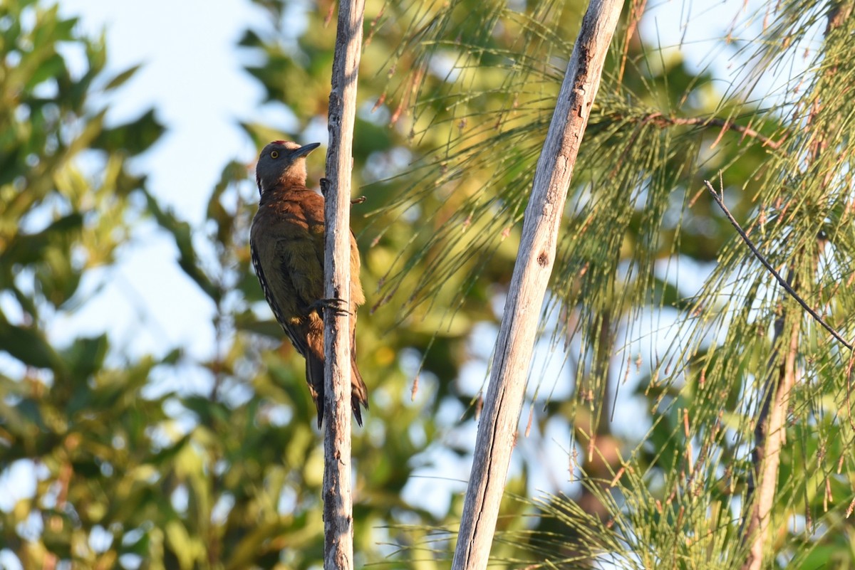 Hispaniolan Woodpecker - ML624187056