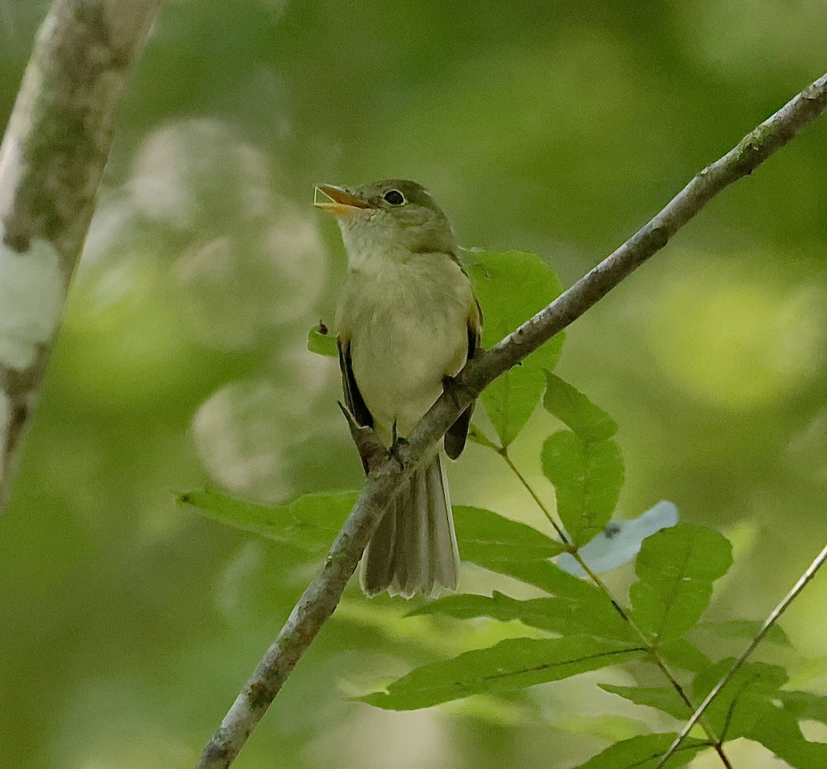 Acadian Flycatcher - ML624187074