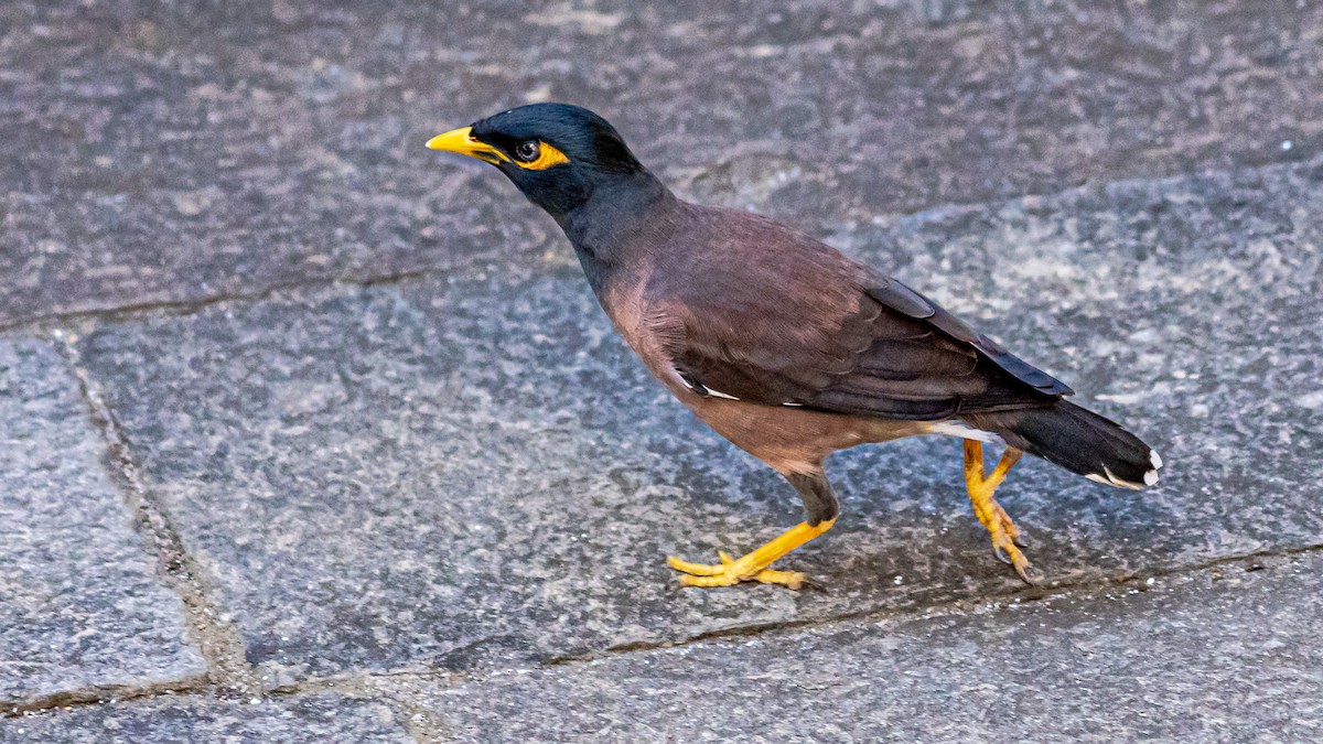 Common Myna - ML624187084