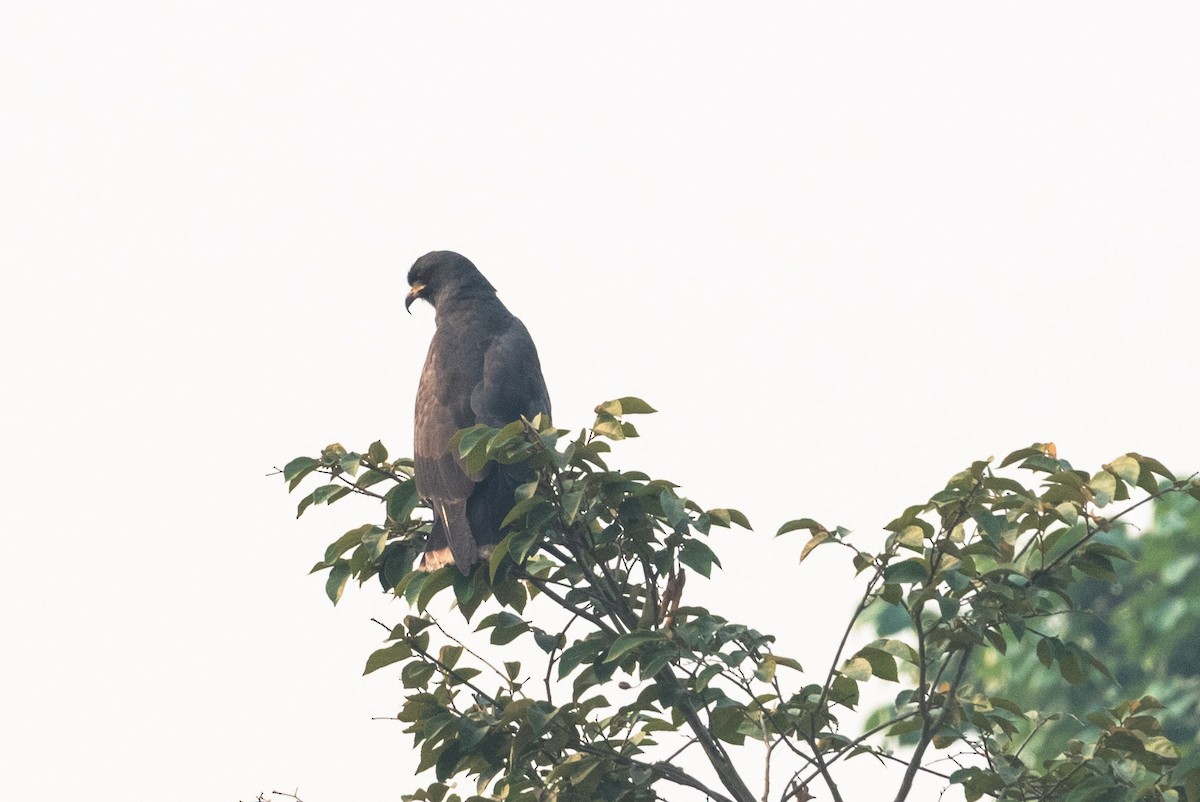 Snail Kite - ML624187093