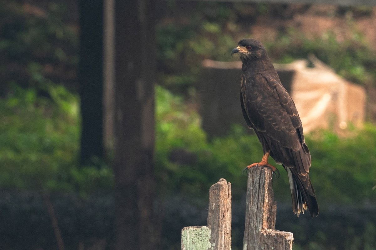 Snail Kite - ML624187094