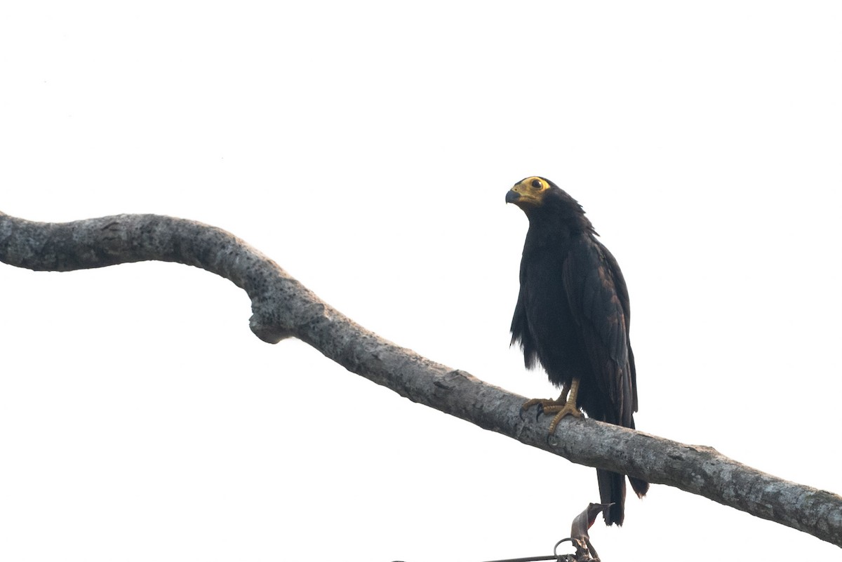 Black Caracara - ML624187125