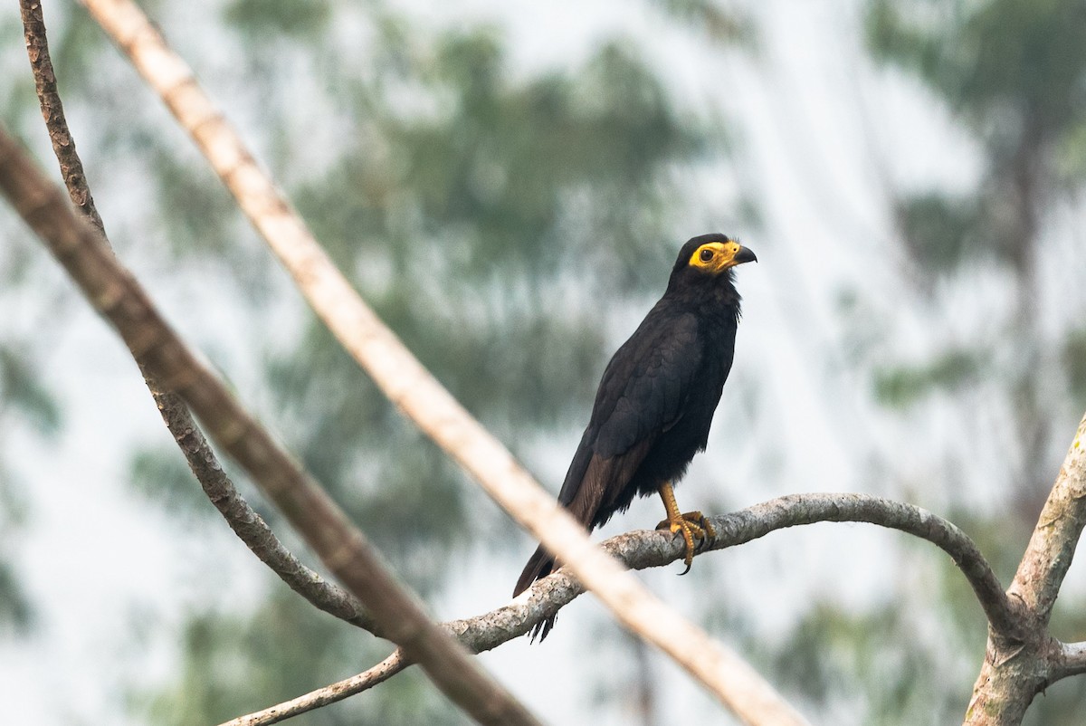 Black Caracara - ML624187126