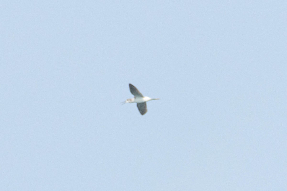 Common Greenshank - ML624187188