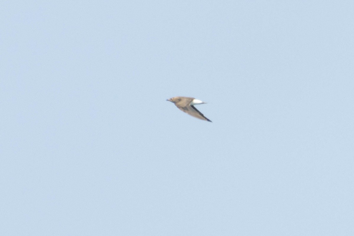 Black-winged Pratincole - ML624187192