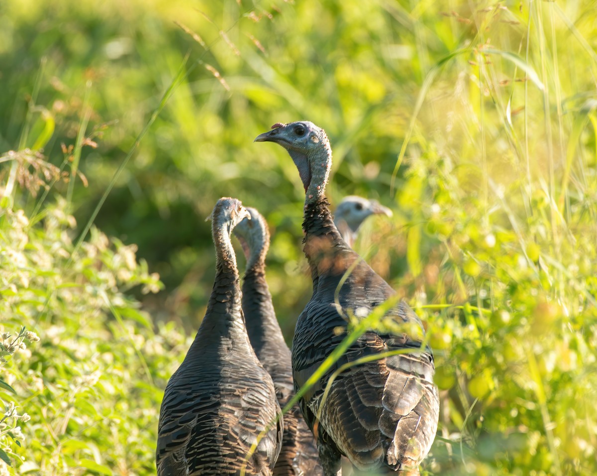 Wild Turkey - ML624187229