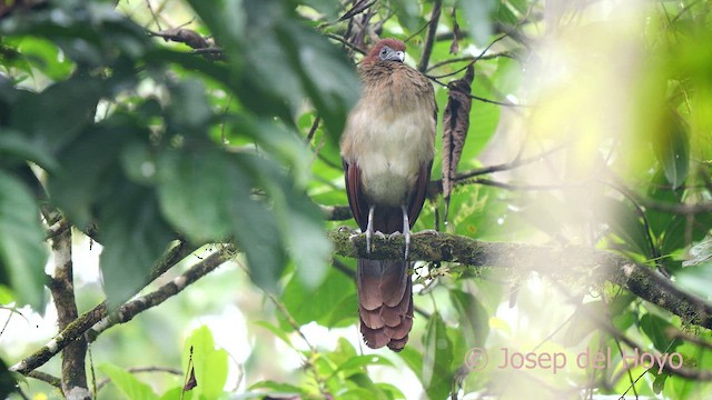 Rufous-headed Chachalaca - ML624187354