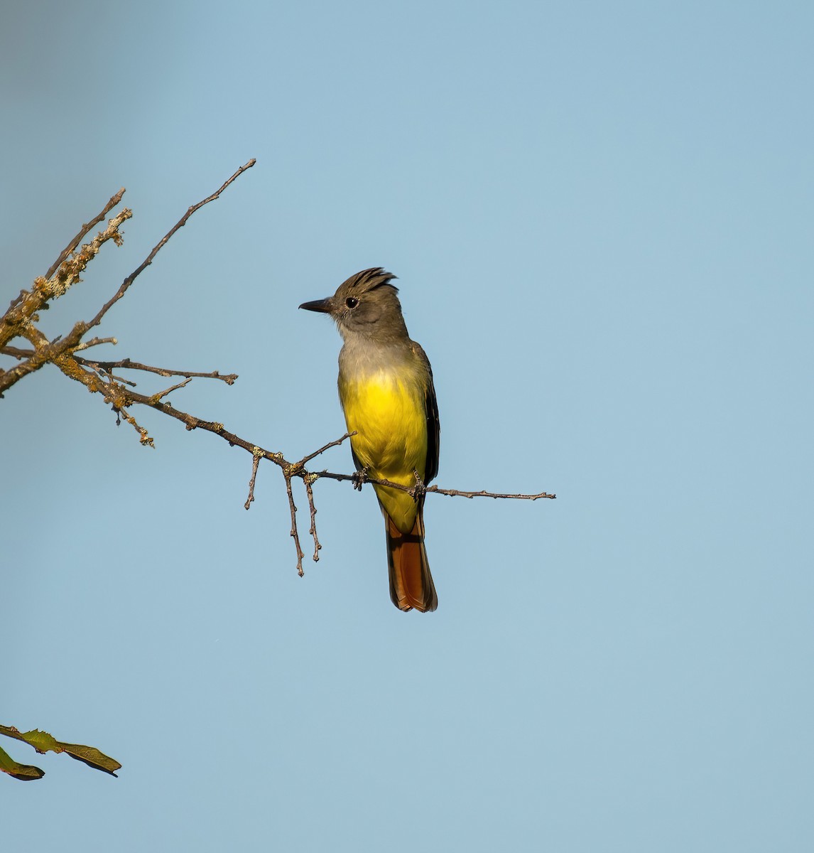 Great Crested Flycatcher - ML624187368