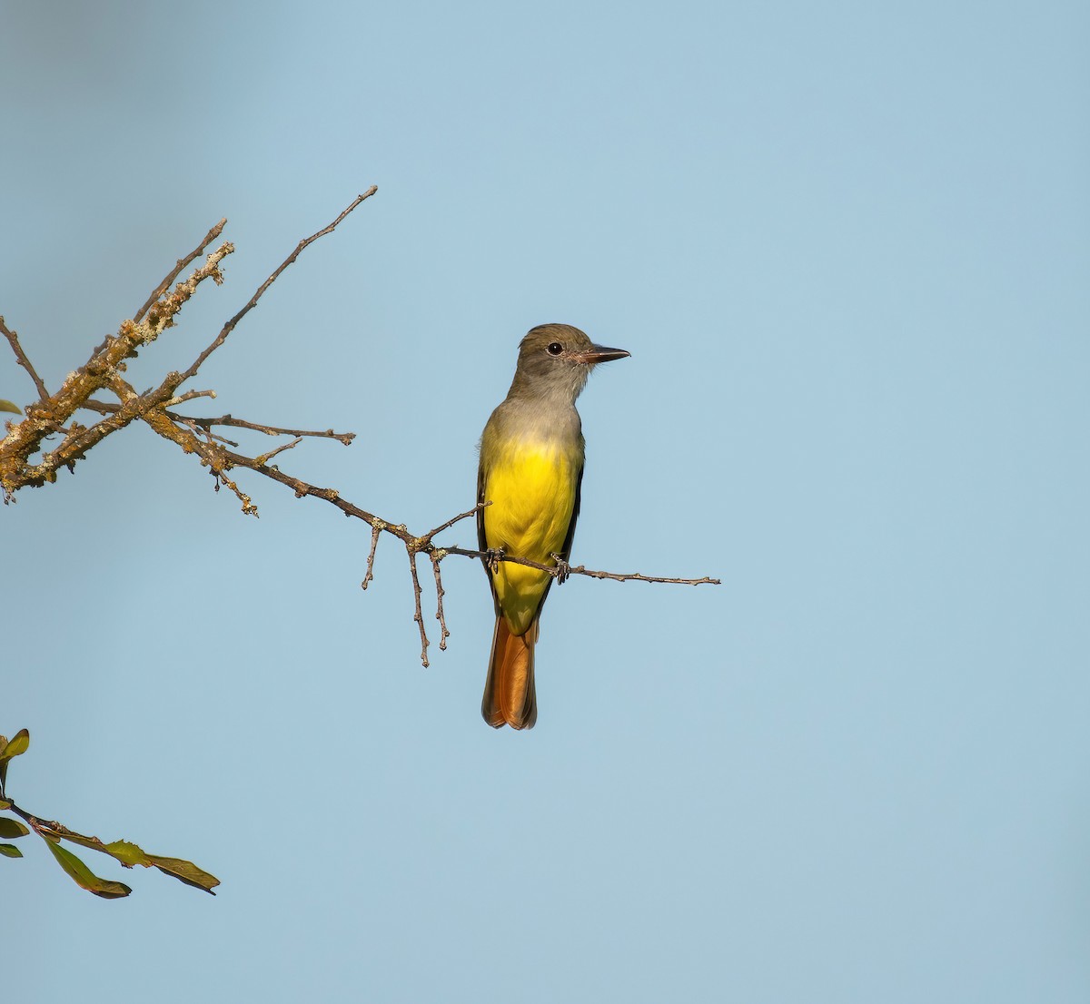 Great Crested Flycatcher - ML624187369