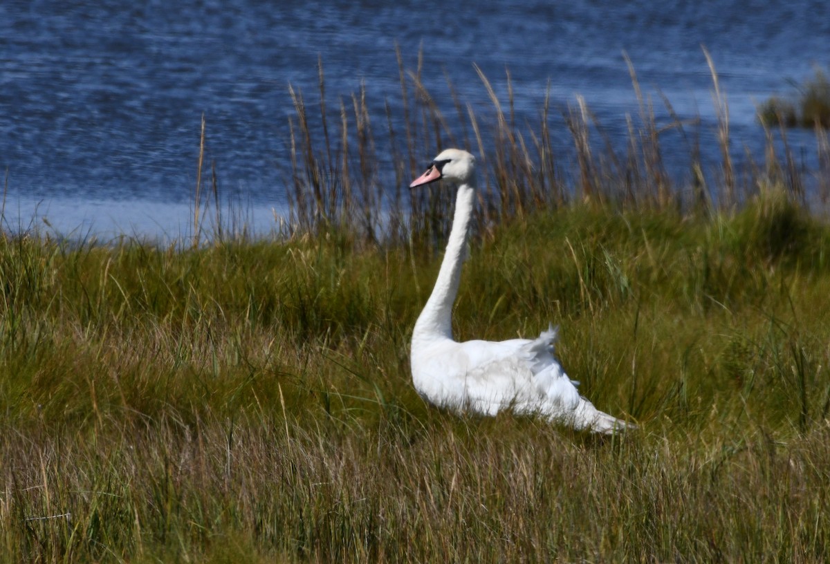 Mute Swan - ML624187374