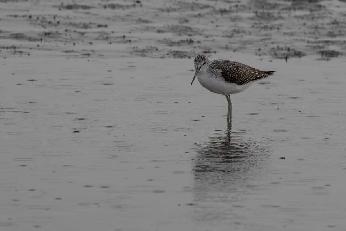 Common Greenshank - ML624187378