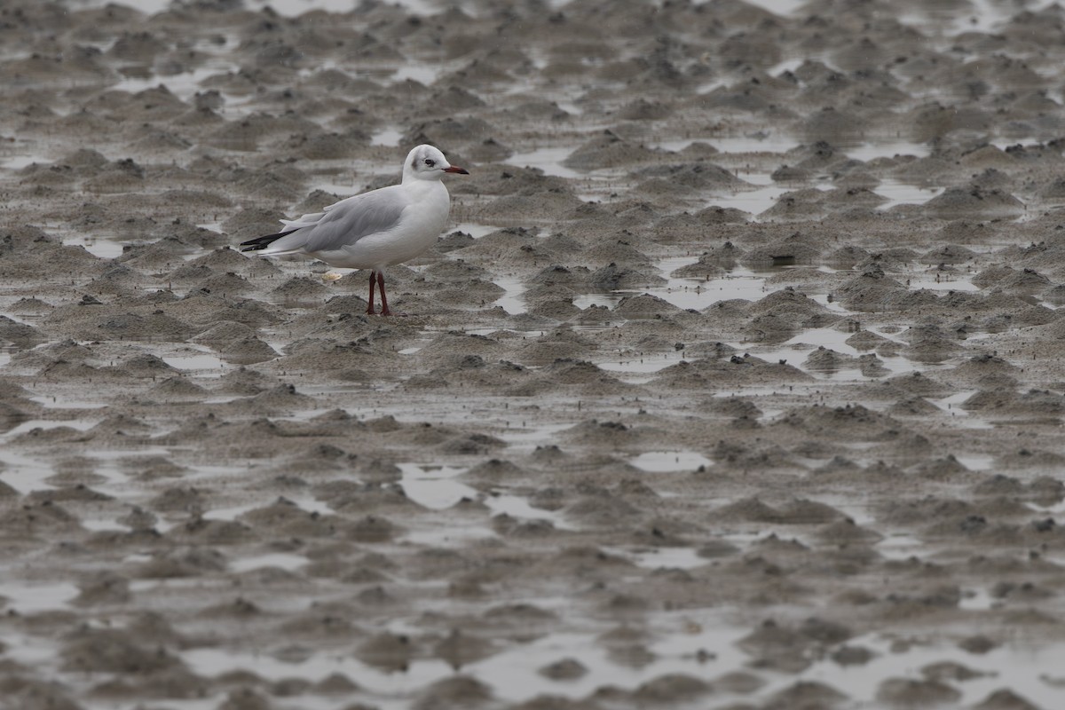 Mouette rieuse - ML624187390