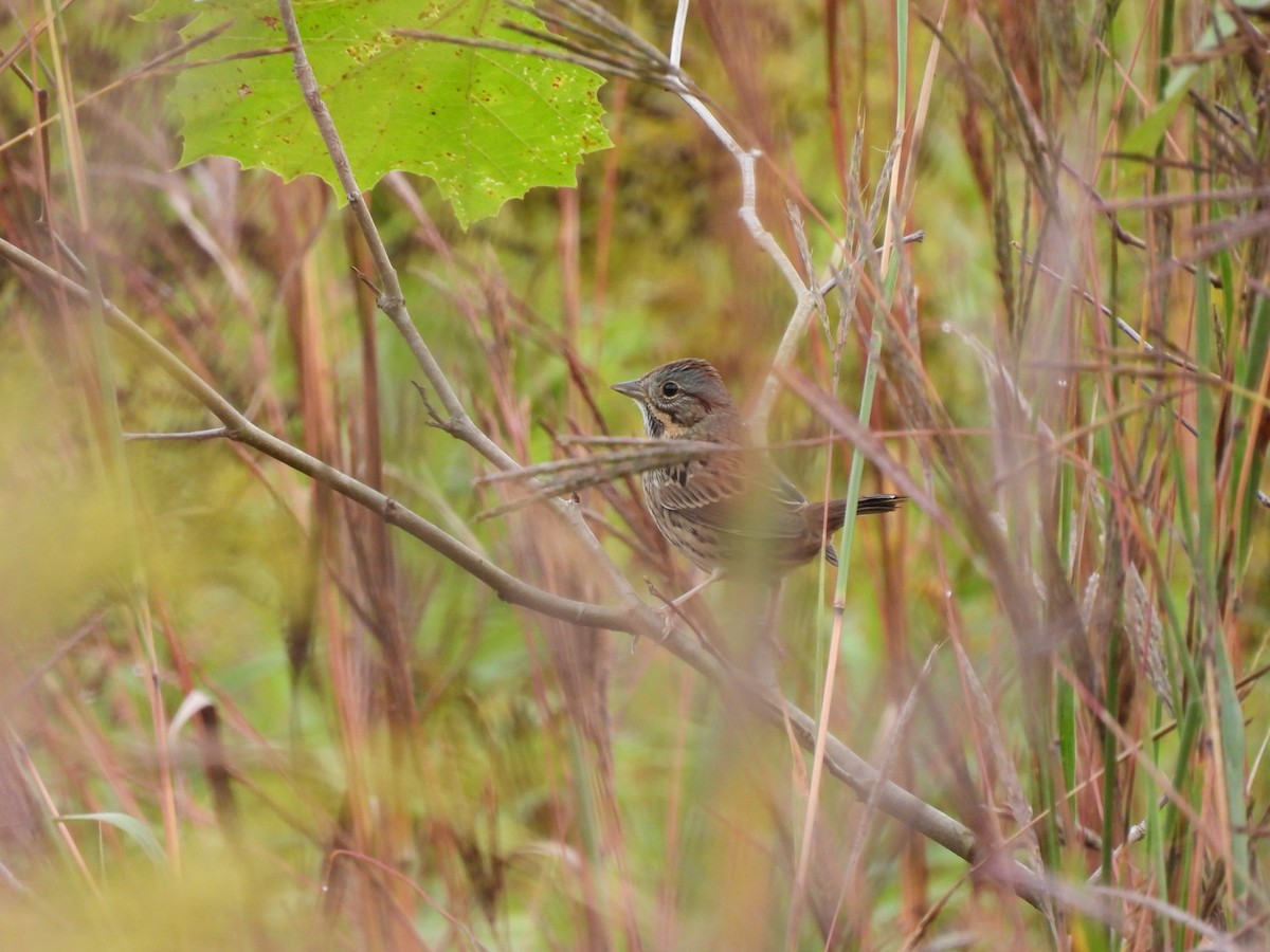 Lincoln's Sparrow - ML624187398