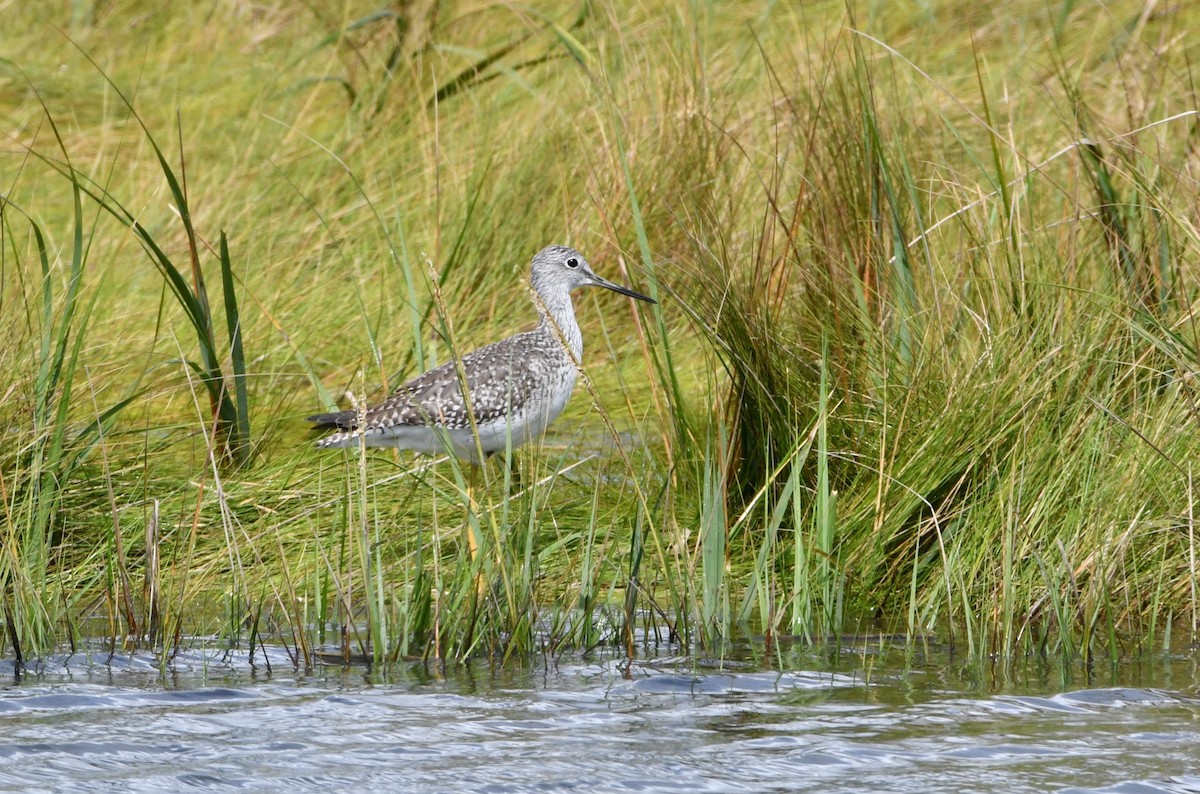 Greater Yellowlegs - ML624187414