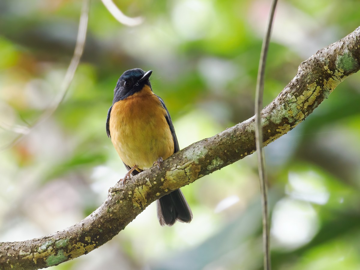 Sulawesi Blue Flycatcher (Sulawesi) - ML624187420