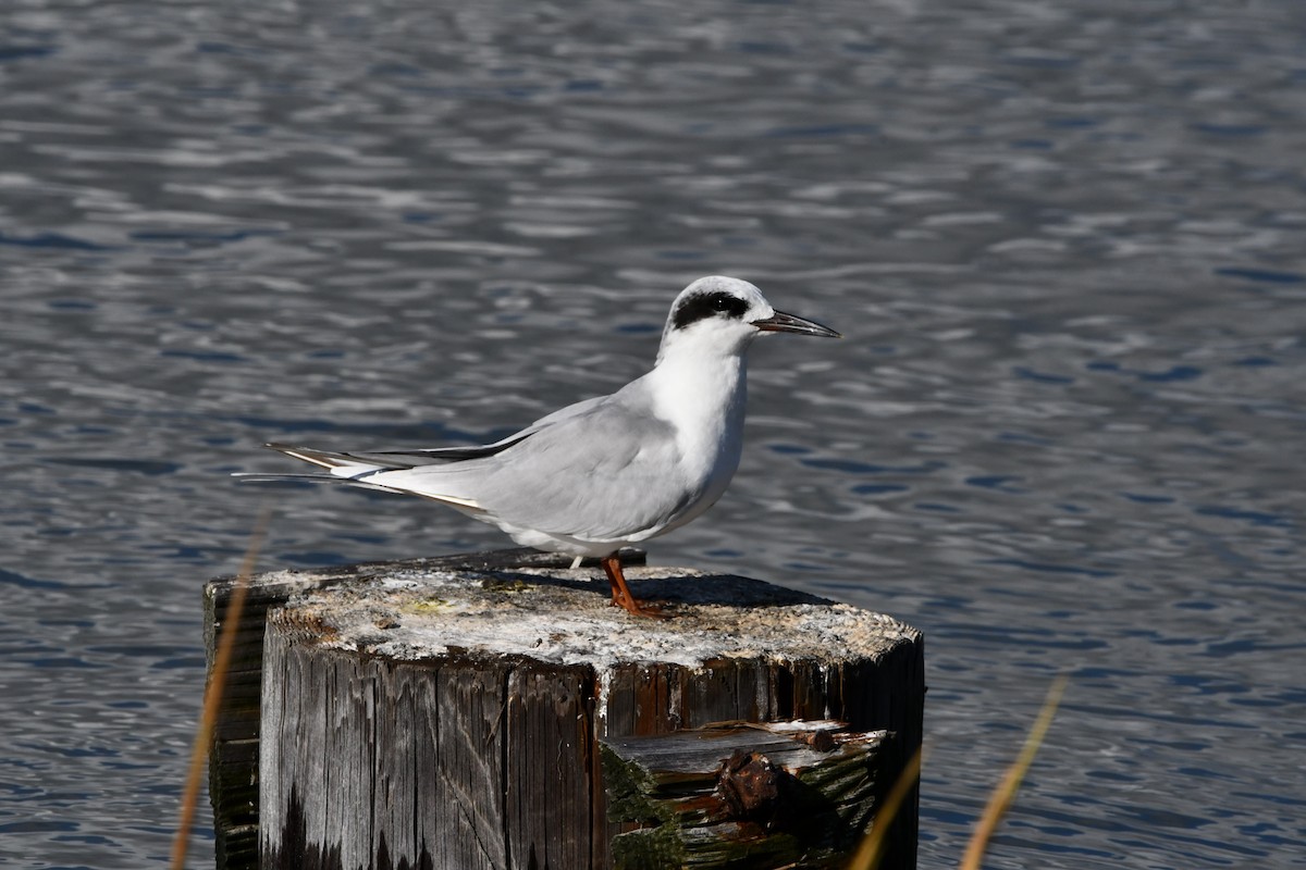 Forster's Tern - ML624187430