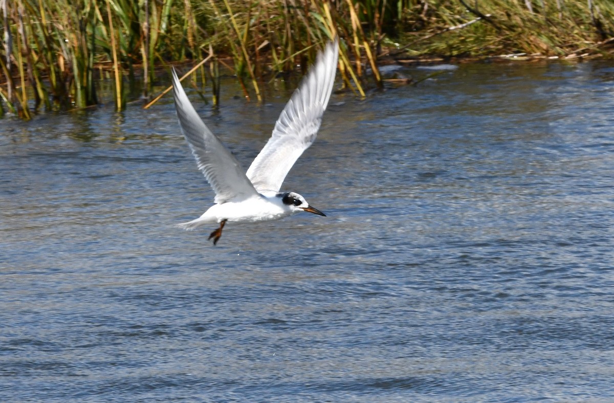 Forster's Tern - ML624187437