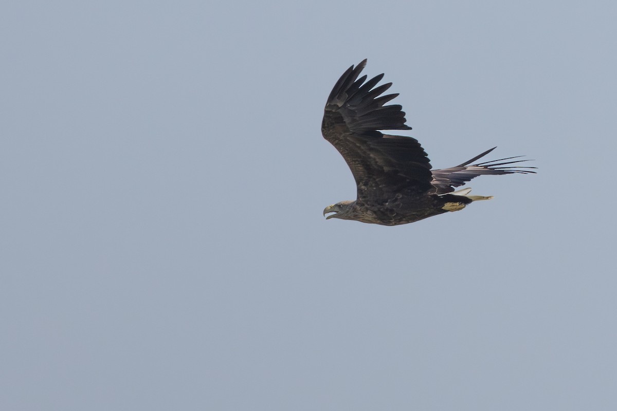 White-tailed Eagle - Alexander Thomas