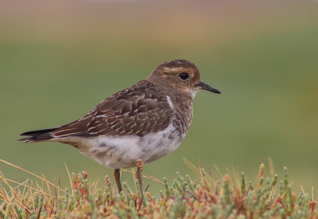 Rufous-chested Dotterel - Sebastián Saiter Villagrán