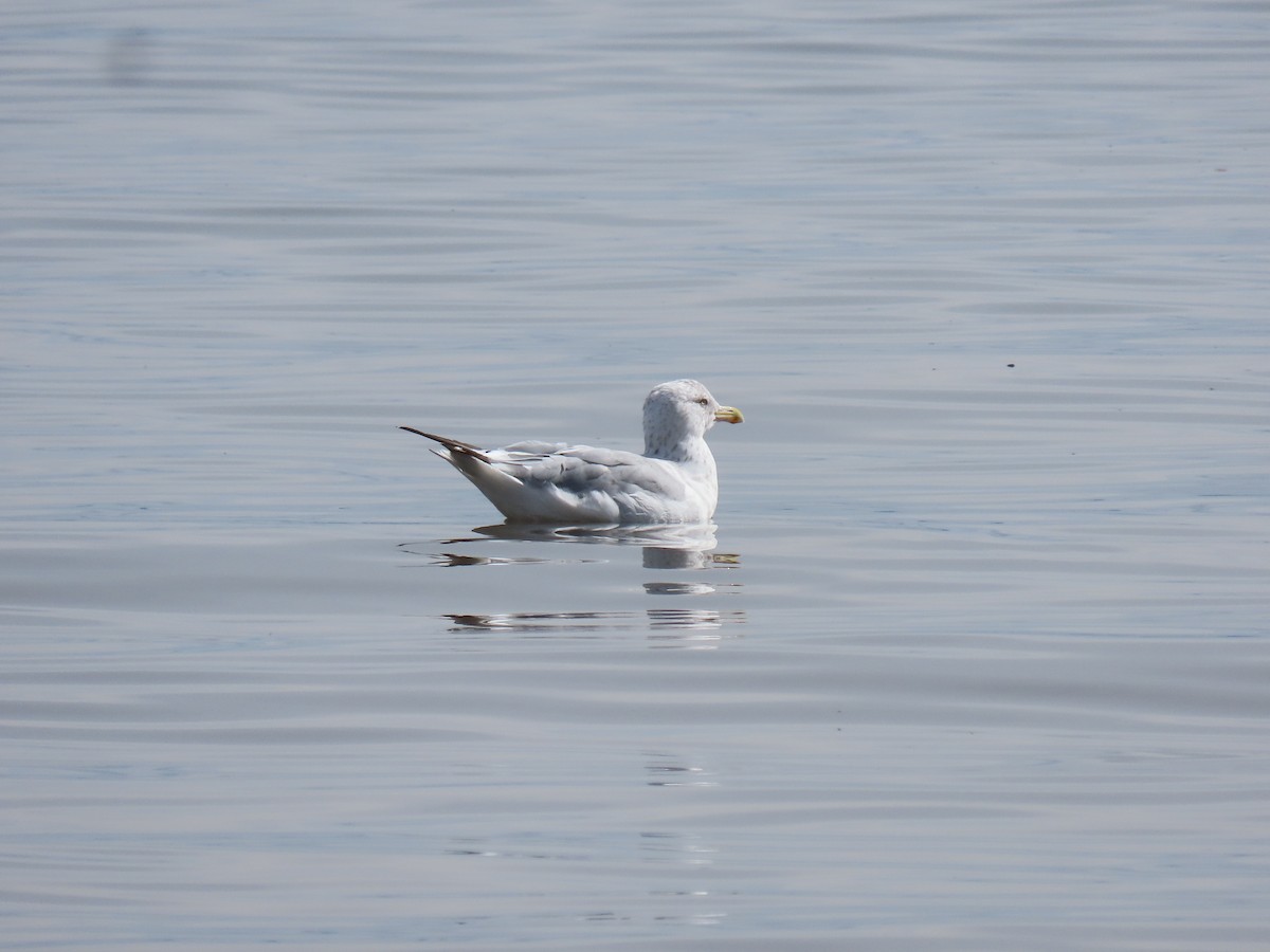 Goéland argenté - ML624187505