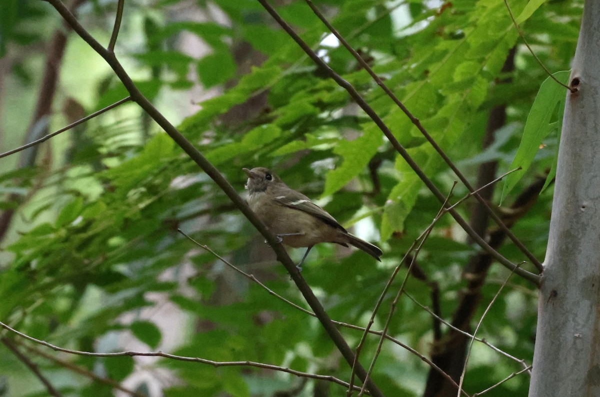 Hutton's Vireo - ML624187506