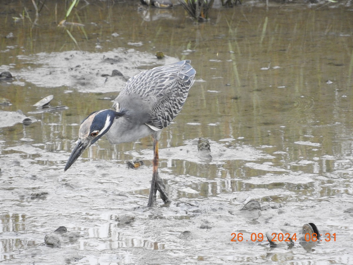 Yellow-crowned Night Heron - Richard Hayes