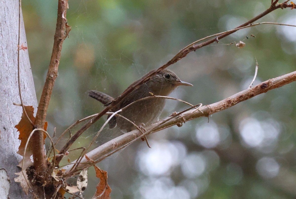 House Wren - ML624187517