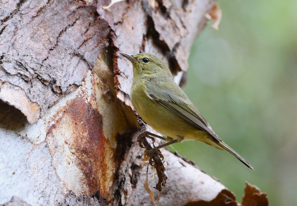 Orange-crowned Warbler - ML624187525