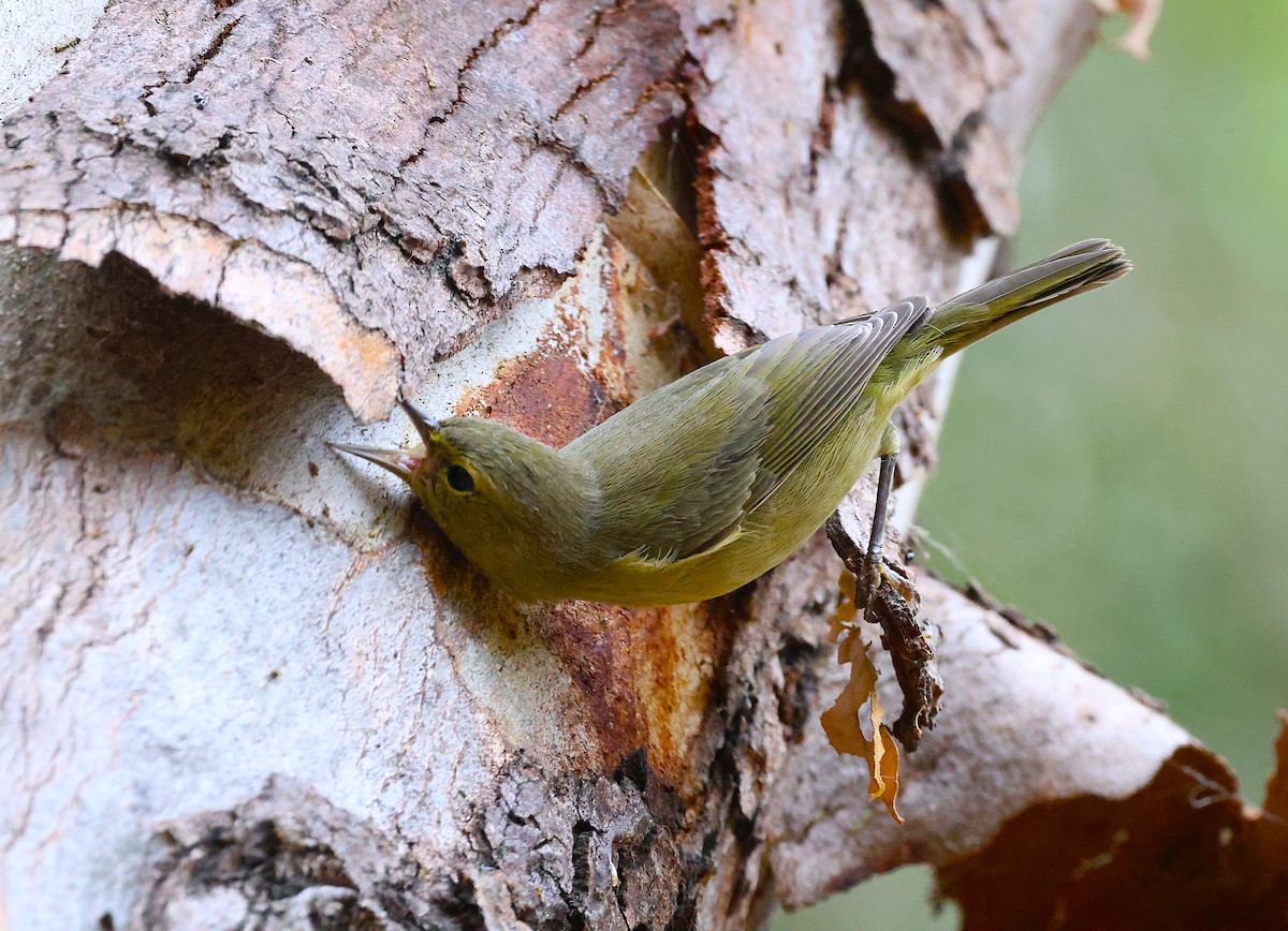 Orange-crowned Warbler - ML624187526