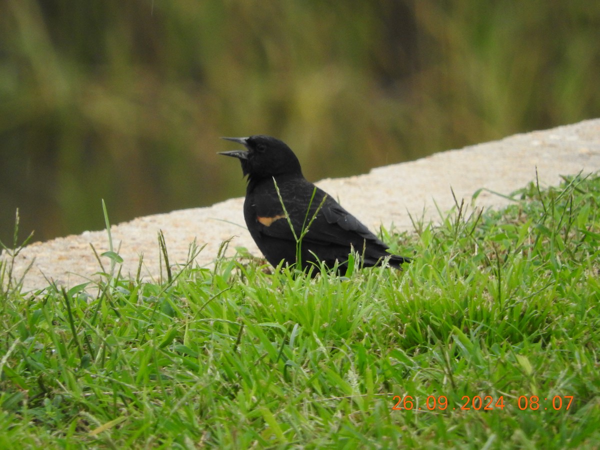 Red-winged Blackbird - ML624187545