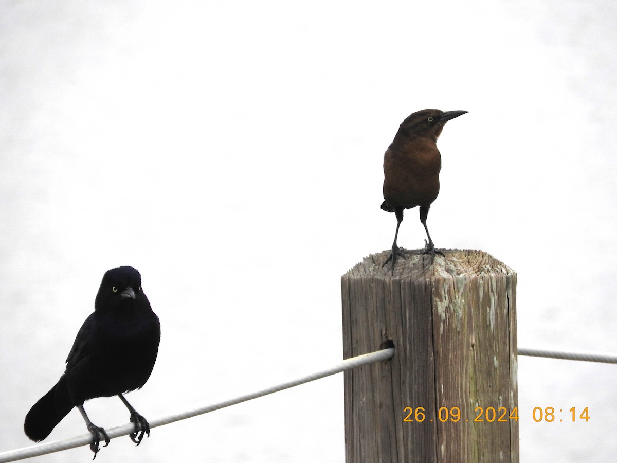 Boat-tailed Grackle - ML624187550