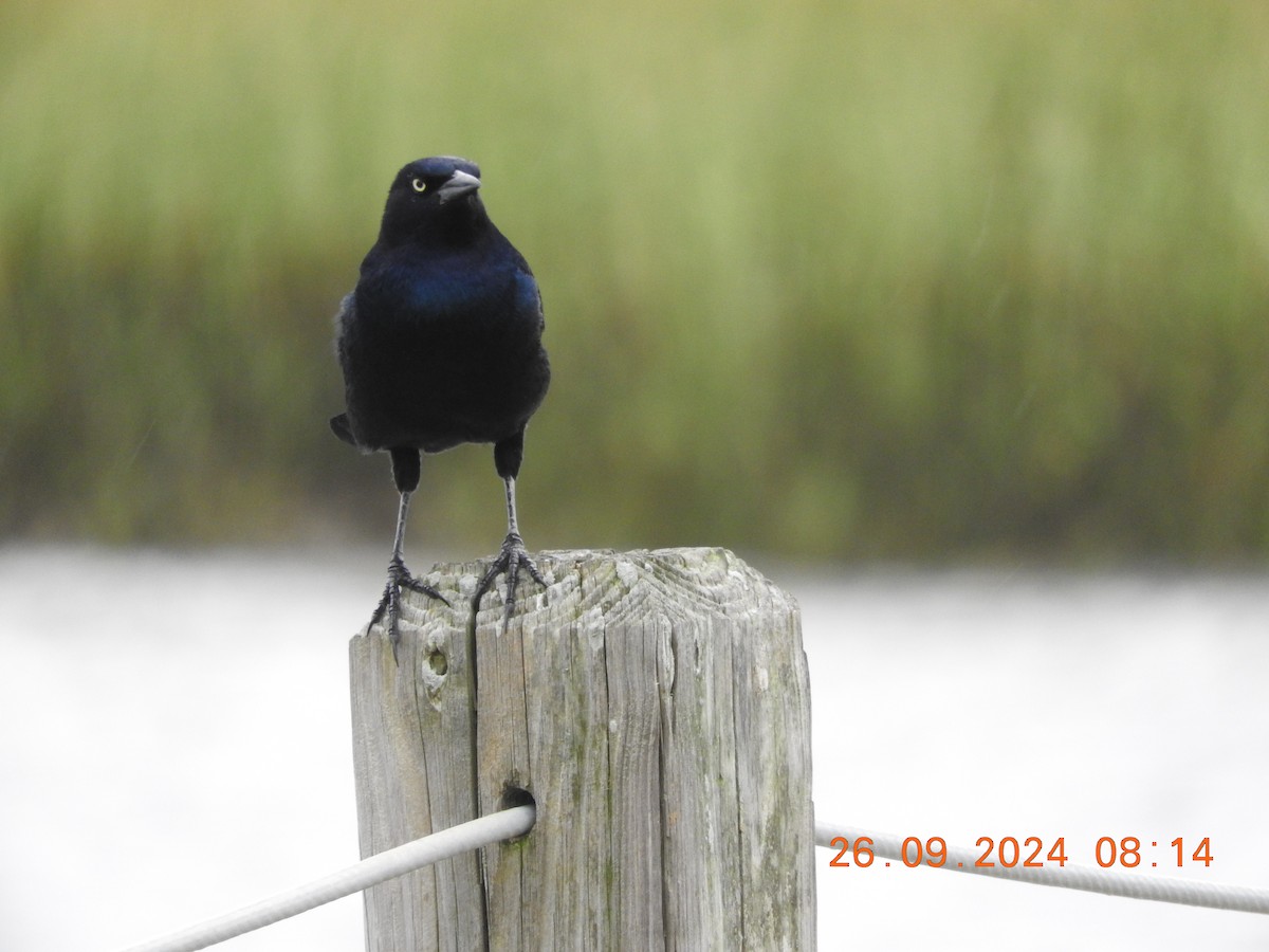 Boat-tailed Grackle - ML624187551